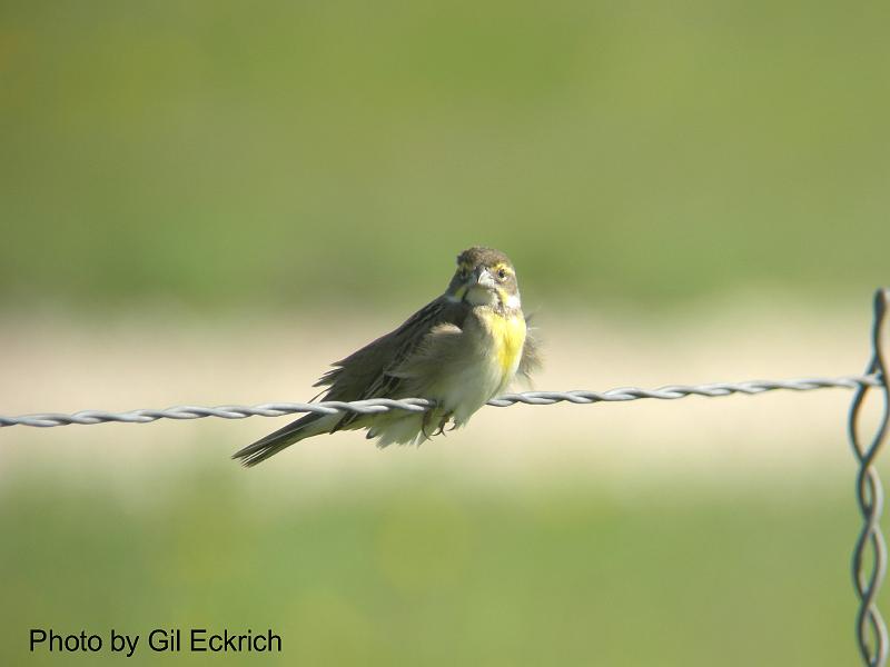 Dickcissel May 07 Field Trip 074 
